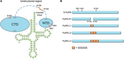 Linker and N-Terminal Domain Engineering of Pyrrolysyl-tRNA Synthetase for Substrate Range Shifting and Activity Enhancement